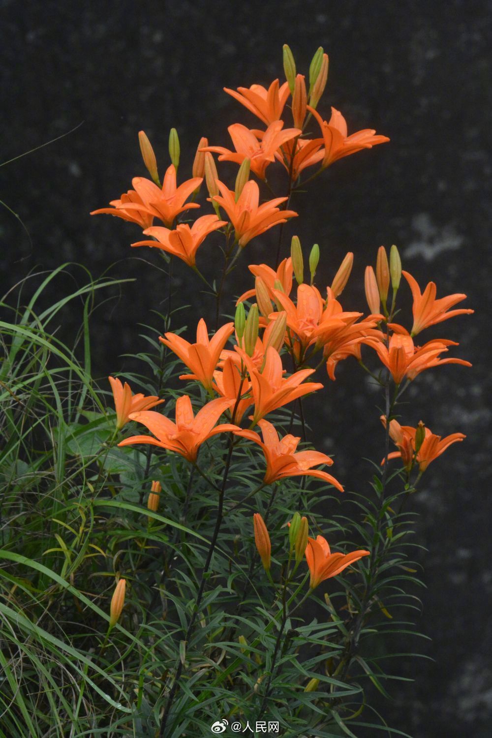 植物学家发现一种百合花新品种
