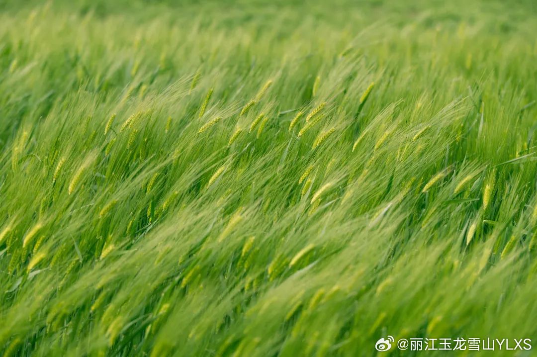 丽江玉龙雪山YLXS