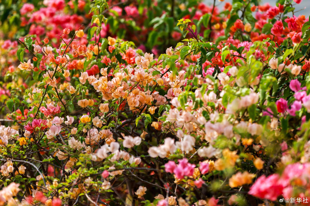 云南省文化和旅游厅