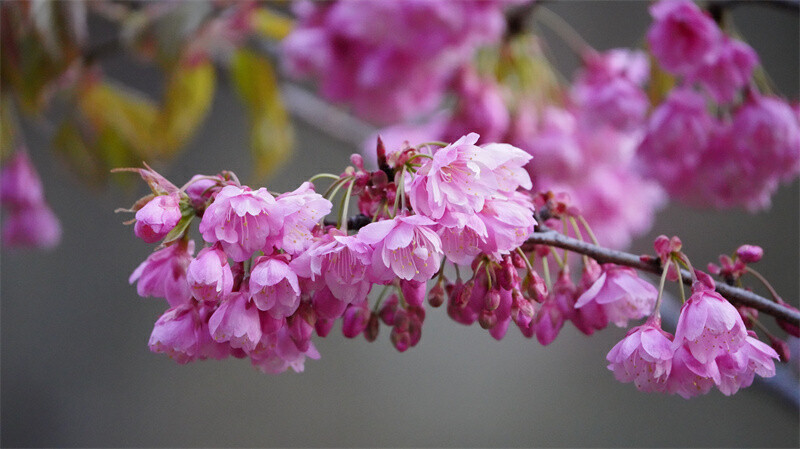 云南省文化和旅游厅