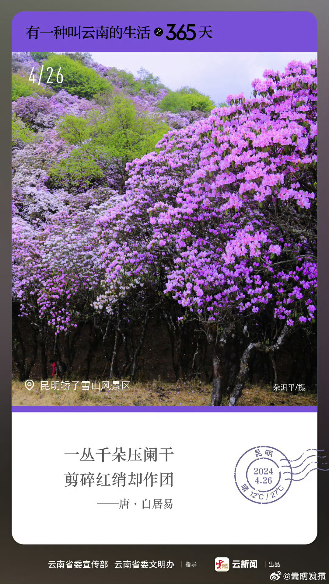有一种叫云南的生活之365天丨4月26日 一丛千朵压阑干，剪碎红绡却作团