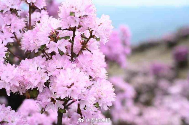 春城晚报