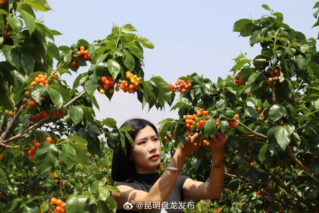 昆明盘龙发布