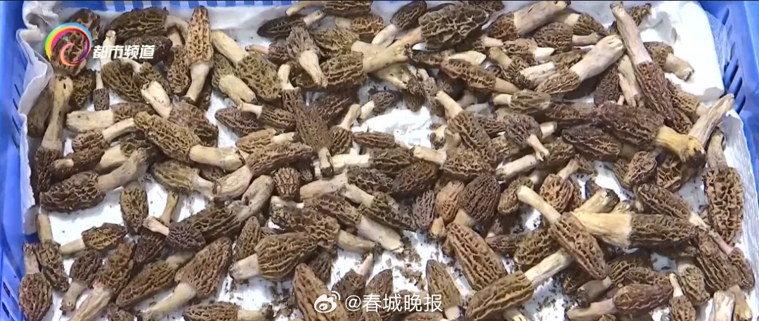 春城晚报
