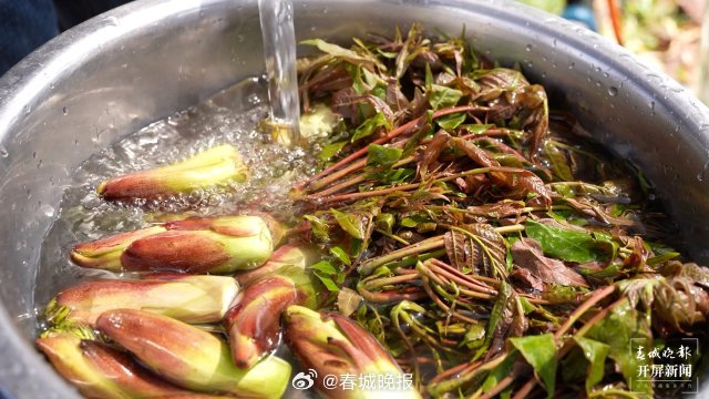 在大理宾川吃一桌野菜，把春天留在肚子里_http://www.mainten.cn_ycb_第2张