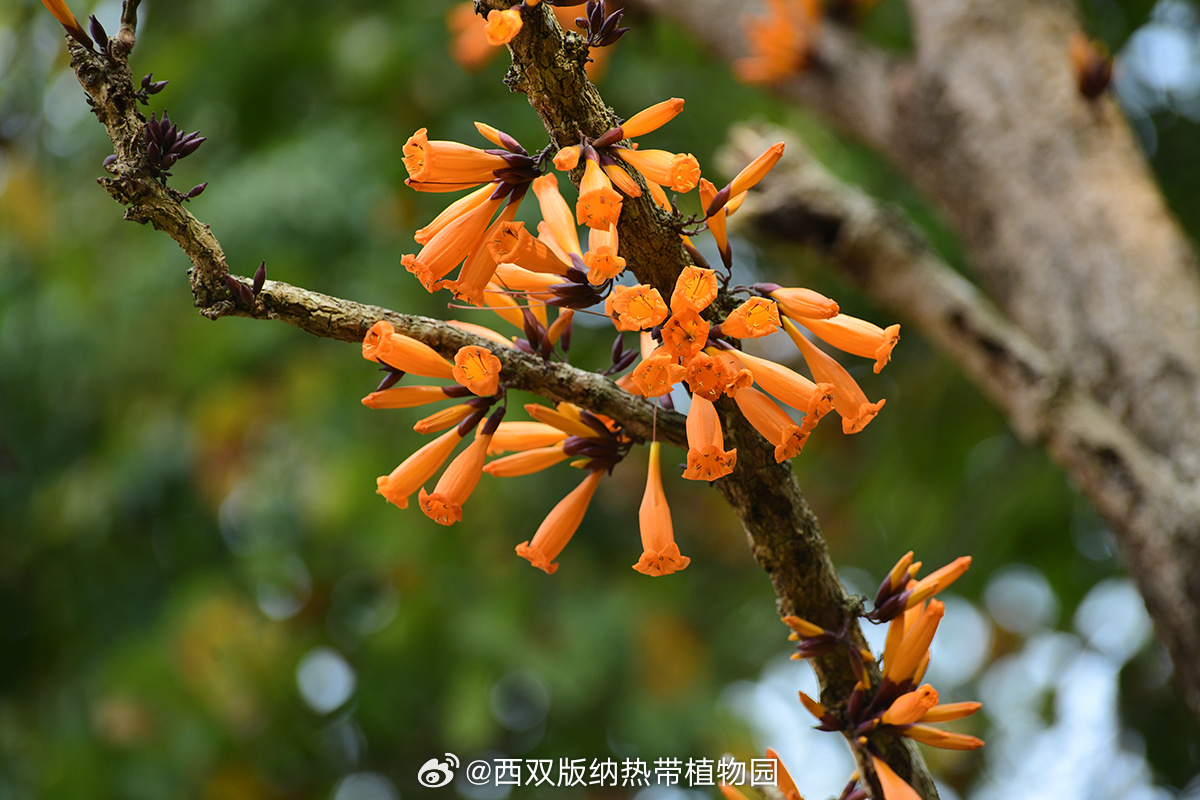 研究发现火烧花的有效传粉者是纹背捕蛛鸟_http://www.mainten.cn_ycb_第2张