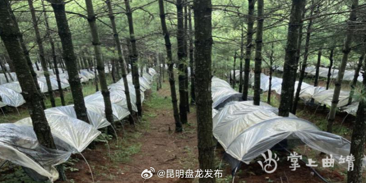 曲靖：林下掘金打造绿色聚宝盆