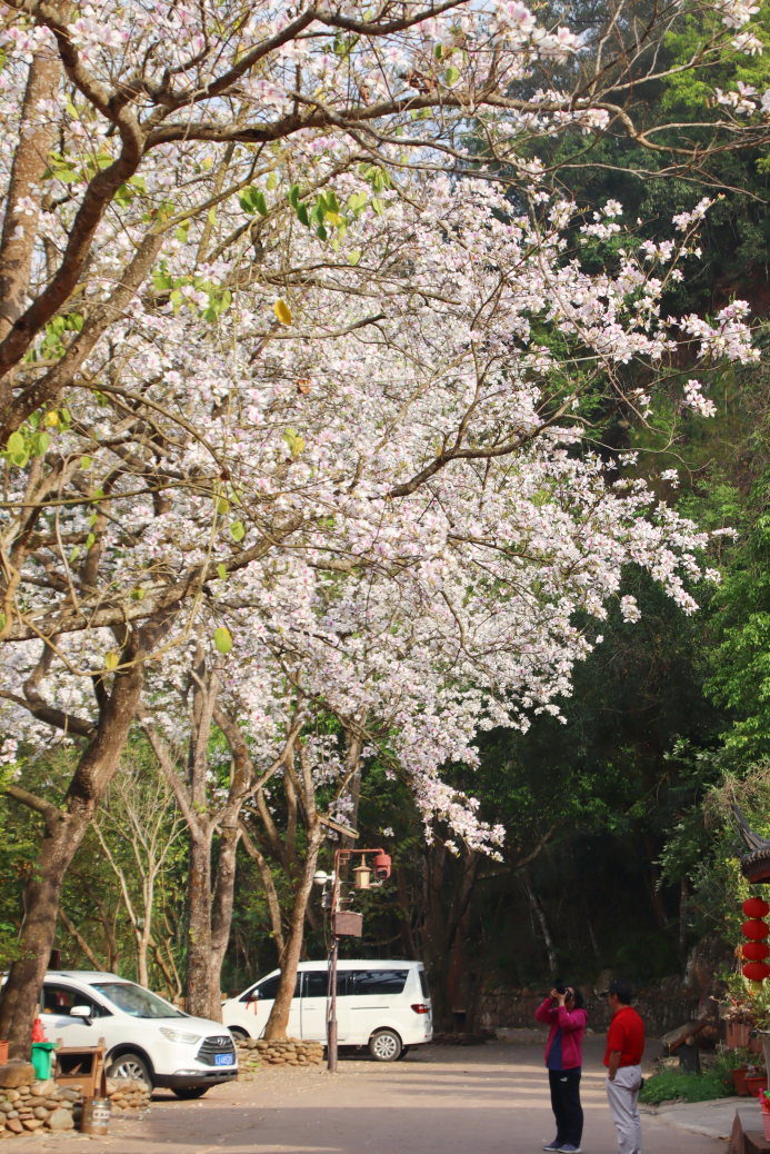 云南省文化和旅游厅
