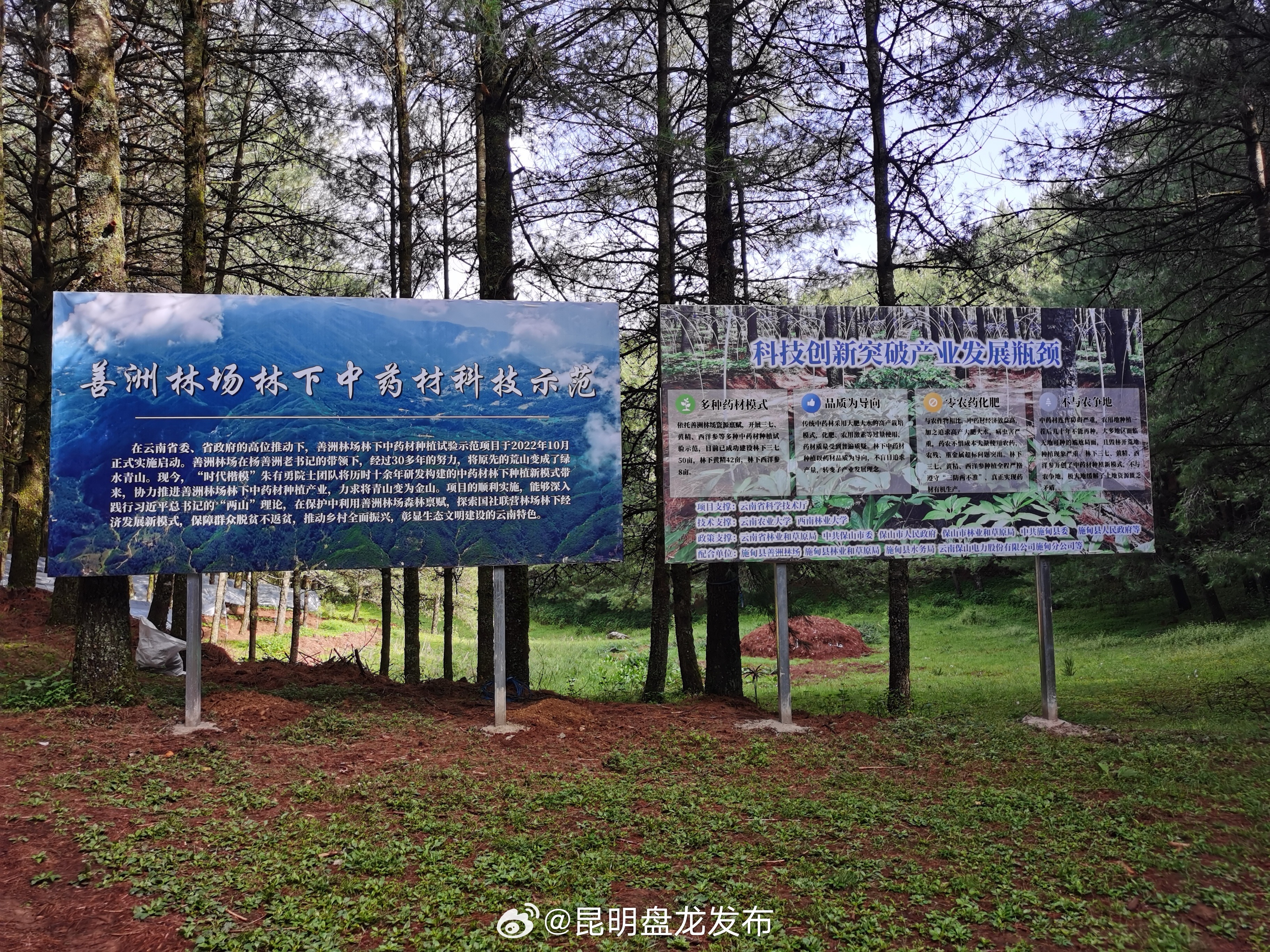 善洲林场林下中药材种植综合效益初显