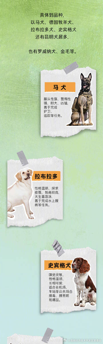 搜救犬的职责不只有震后搜救，还有水上救援、雪上搜救......_http://www.mainten.cn_ycb_第3张