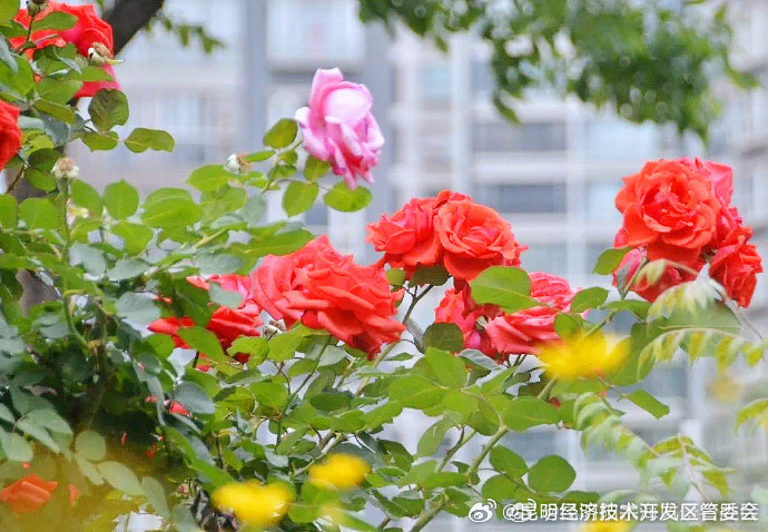 上万株树状月季绽放昆明街头_http://www.mainten.cn_ycb_第6张