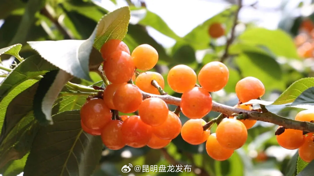 昆明盘龙发布