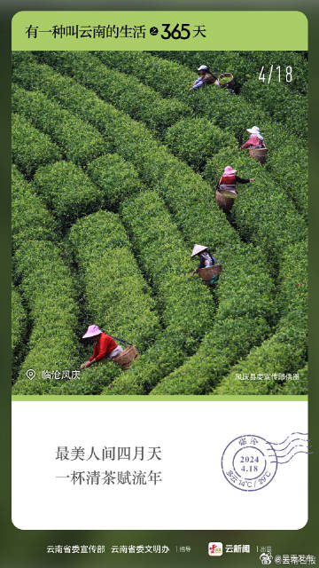 有一种叫云南的生活之365天丨4月18日 一芽一叶一抹香 一人一篓采春忙