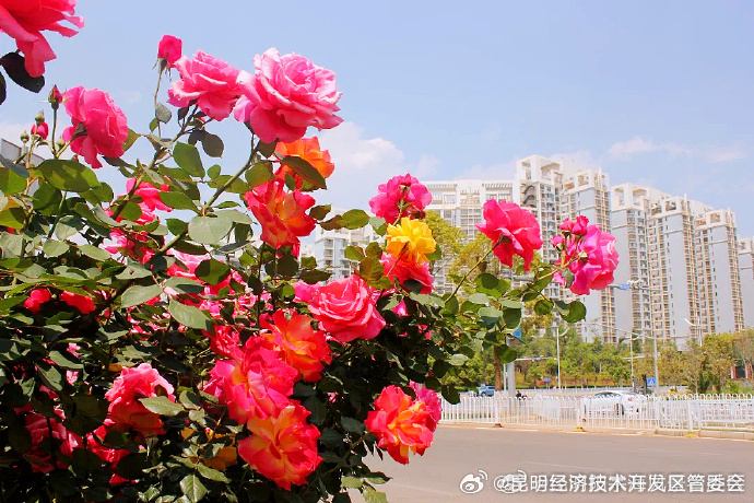上万株树状月季绽放昆明街头_http://www.mainten.cn_ycb_第8张