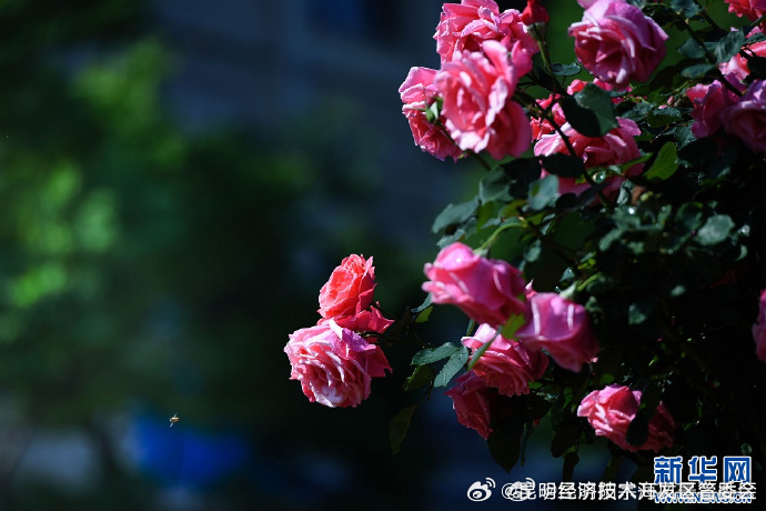 昆明经济技术开发区管委会
