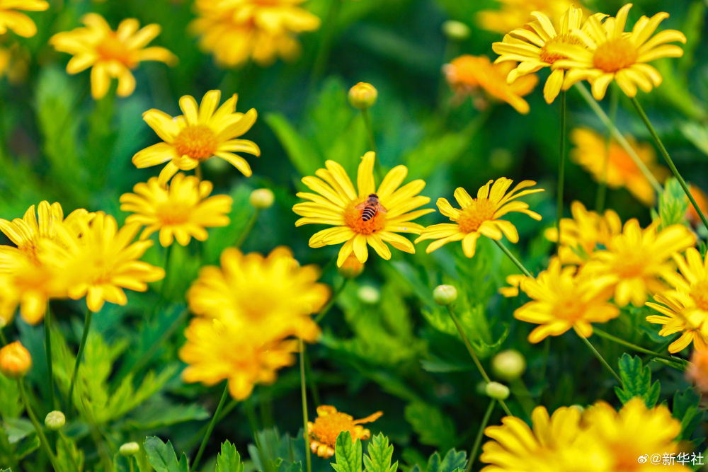 云南省文化和旅游厅