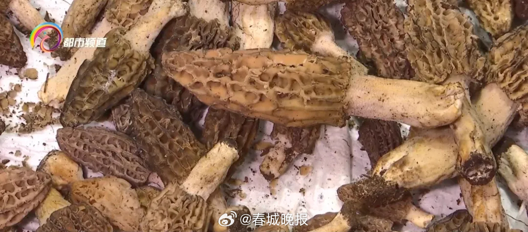 春城晚报