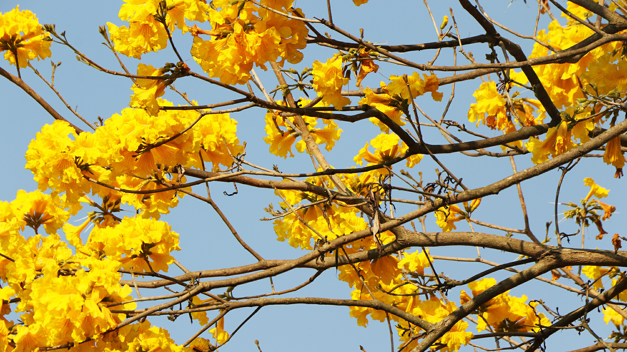 云南省文化和旅游厅