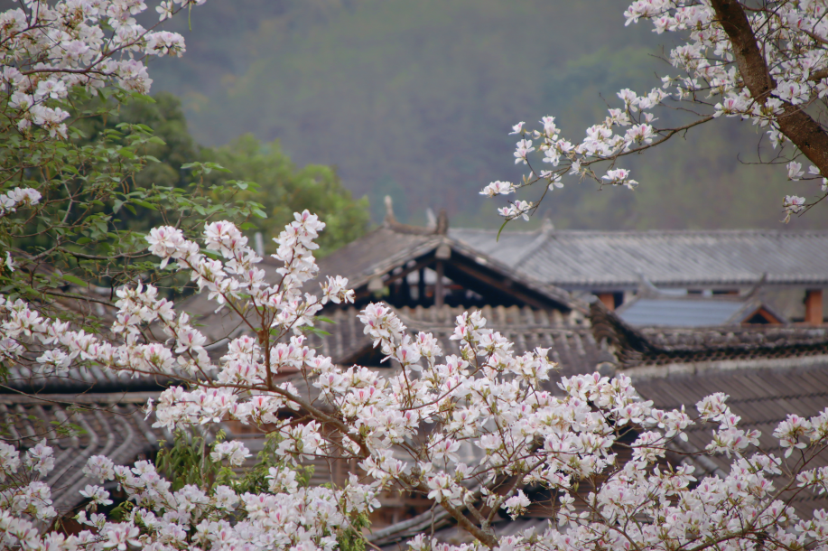 云南省文化和旅游厅