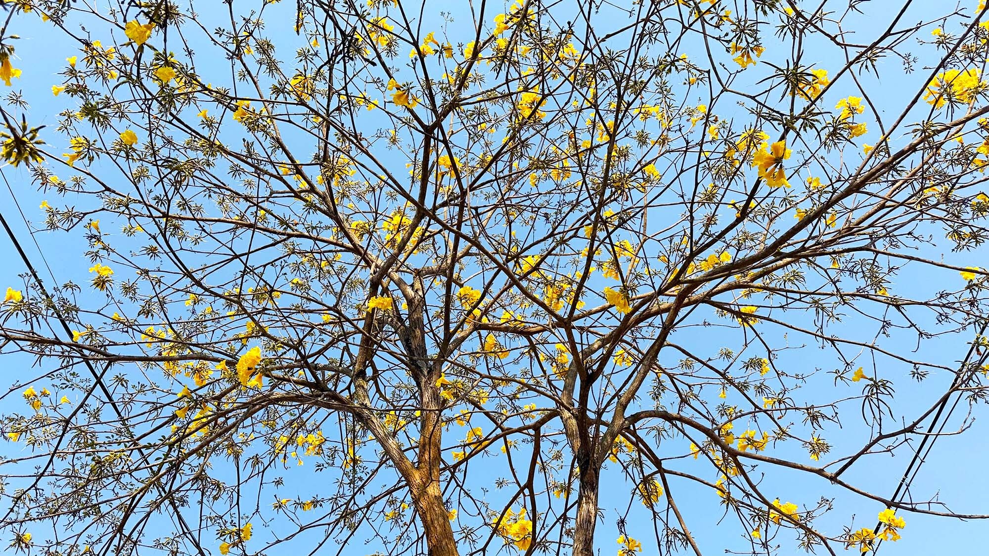 云南省文化和旅游厅