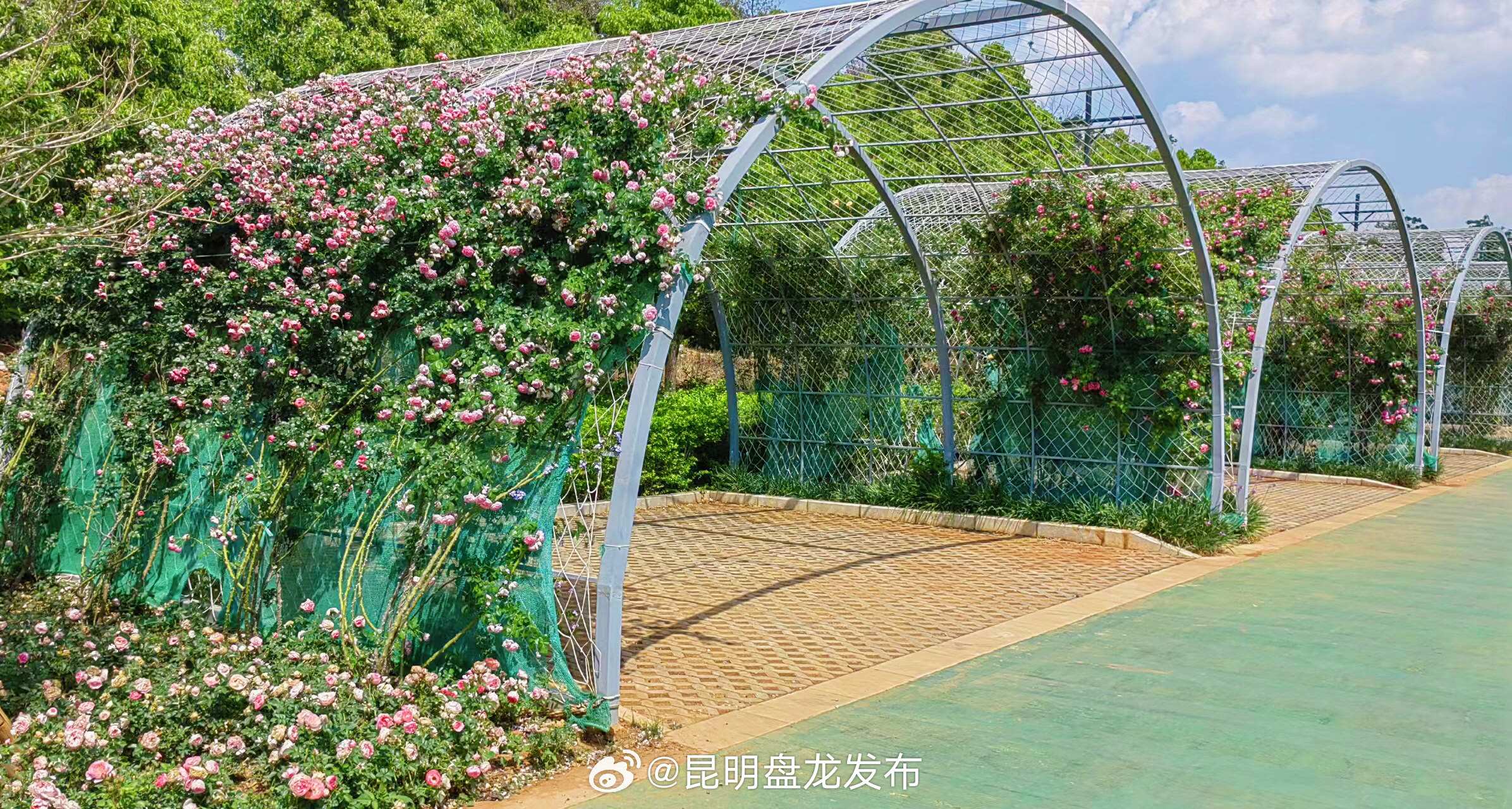 整活又出新高度！呈贡彩云公园，月季花下停车，阴凉又芳香_http://www.mainten.cn_ycb_第2张