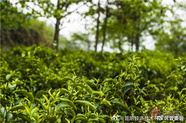 昆明经济技术开发区管委会