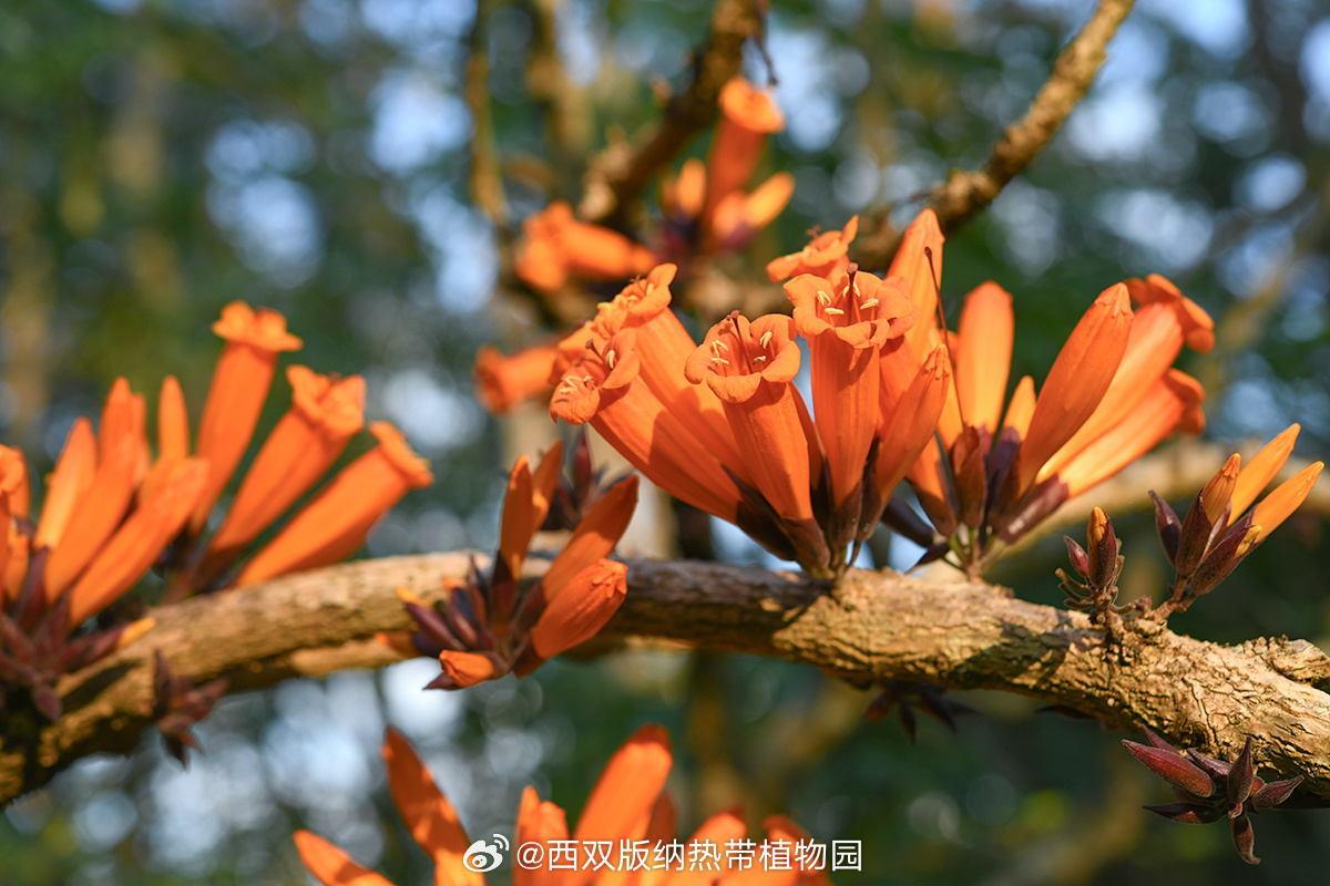 研究发现火烧花的有效传粉者是纹背捕蛛鸟_http://www.mainten.cn_ycb_第4张