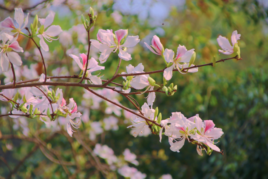 云南省文化和旅游厅