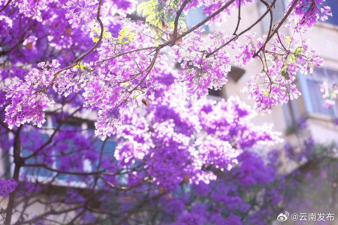 来昆明共赴一场蓝花楹盛宴_http://www.mainten.cn_ycb_第5张