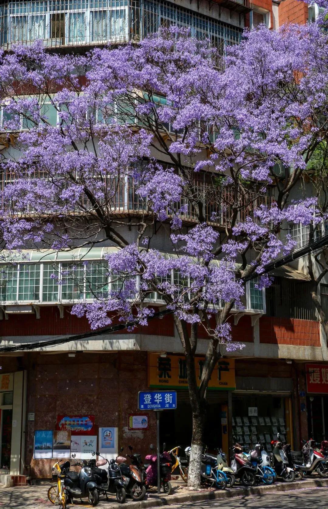 “顶流”蓝花楹即将上线 打卡看这→_http://www.mainten.cn_ycb_第9张