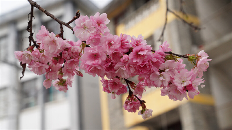 云南省文化和旅游厅