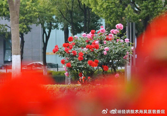 上万株树状月季绽放昆明街头_http://www.mainten.cn_ycb_第3张