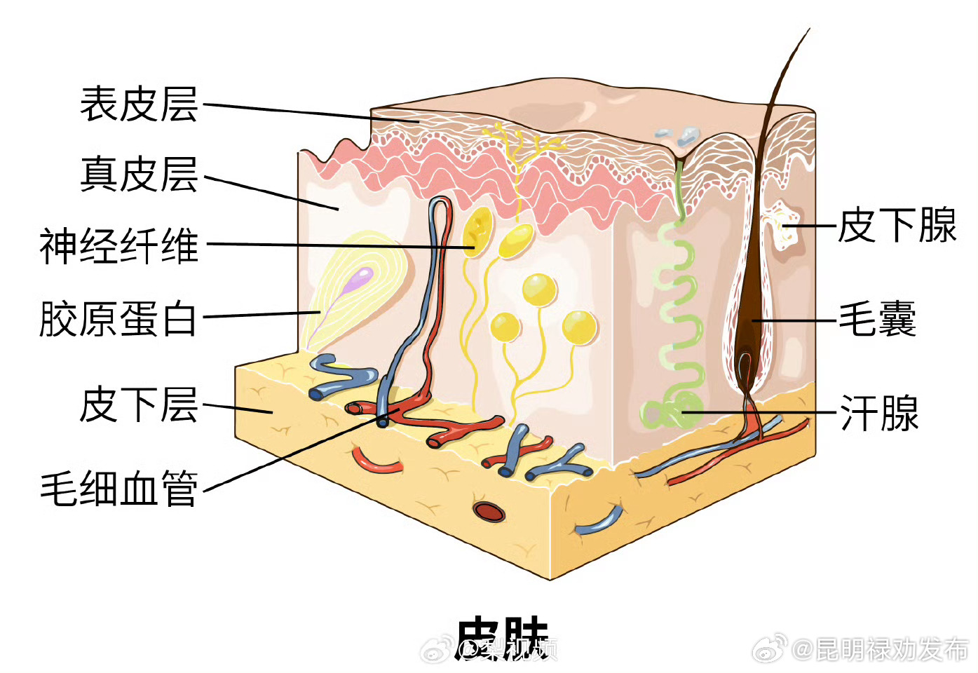 文身可能会引发过敏甚至毒性反应