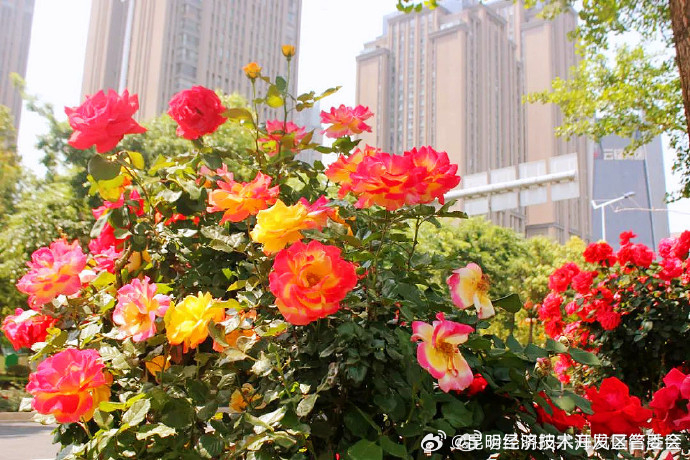 上万株树状月季绽放昆明街头_http://www.mainten.cn_ycb_第4张