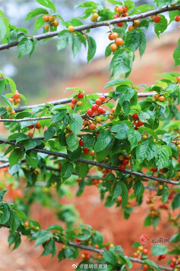 昆明信息港微博