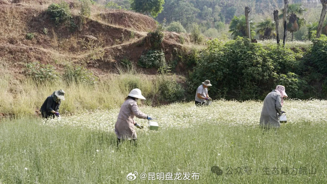 昆明盘龙发布