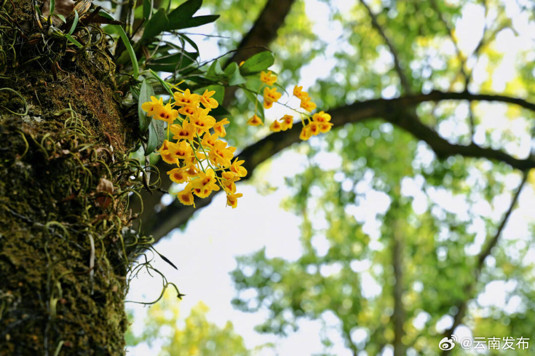暮春时节来普洱思茅邂逅石斛花开_http://www.mainten.cn_ycb_第3张