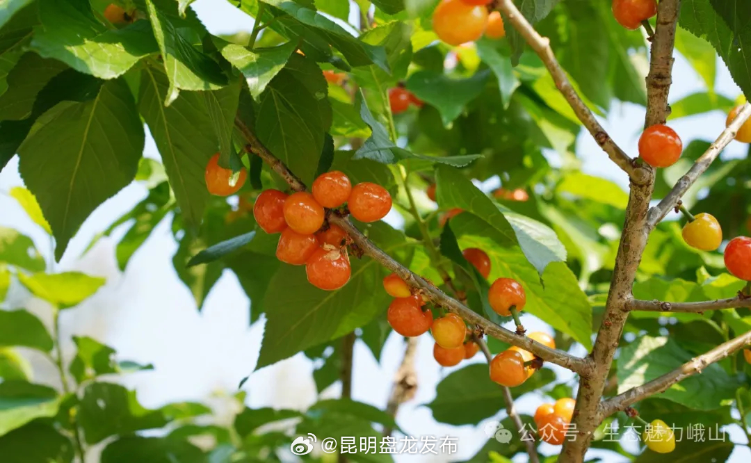 昆明盘龙发布