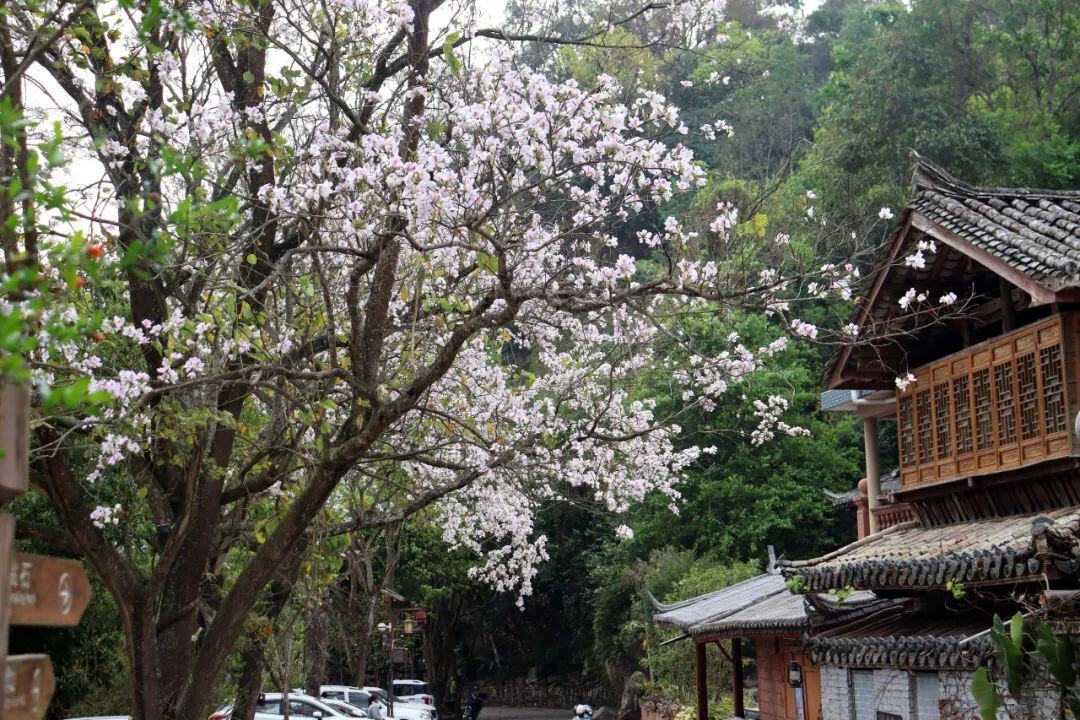 云南省文化和旅游厅