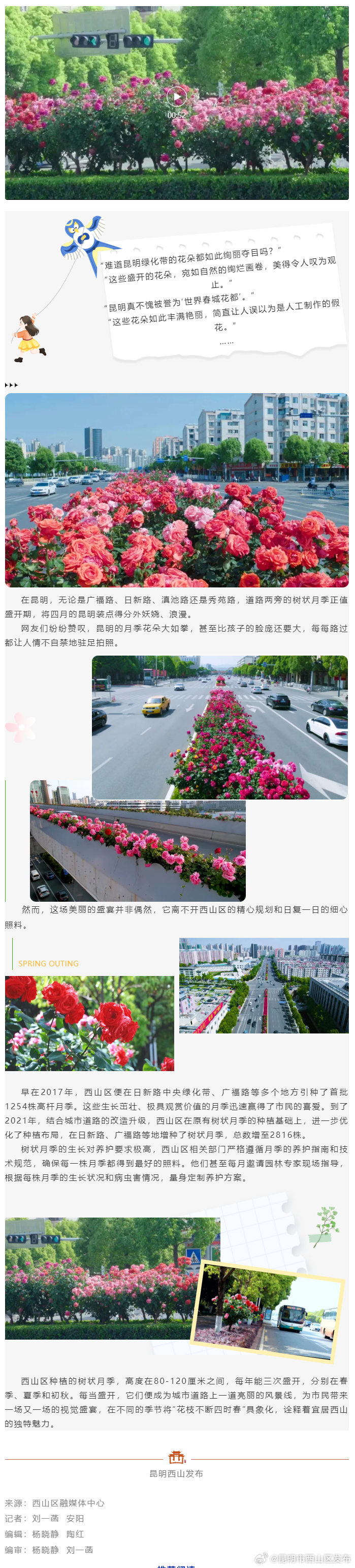 西山区月季绽放，春城昆明尽染花香