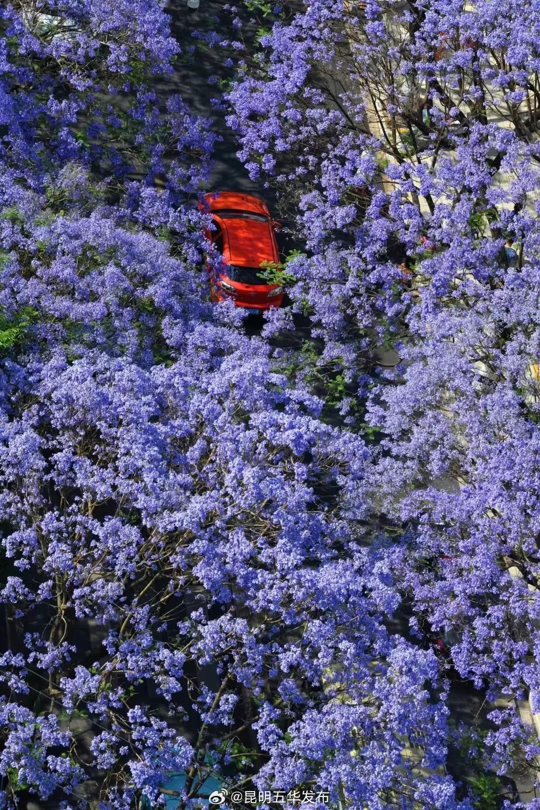 青年所想 美盈五华 | 第四届蓝花楹青年文创大赛开始了！