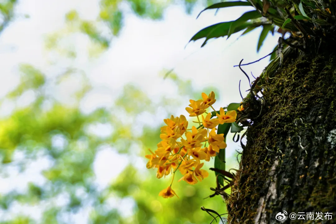 暮春时节来普洱思茅邂逅石斛花开_http://www.mainten.cn_ycb_第4张