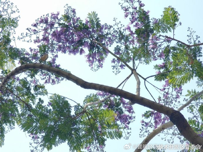 昆明经济技术开发区管委会