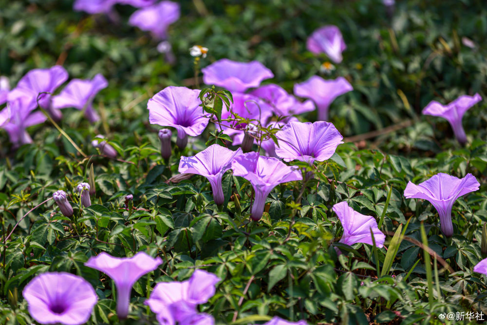 云南省文化和旅游厅