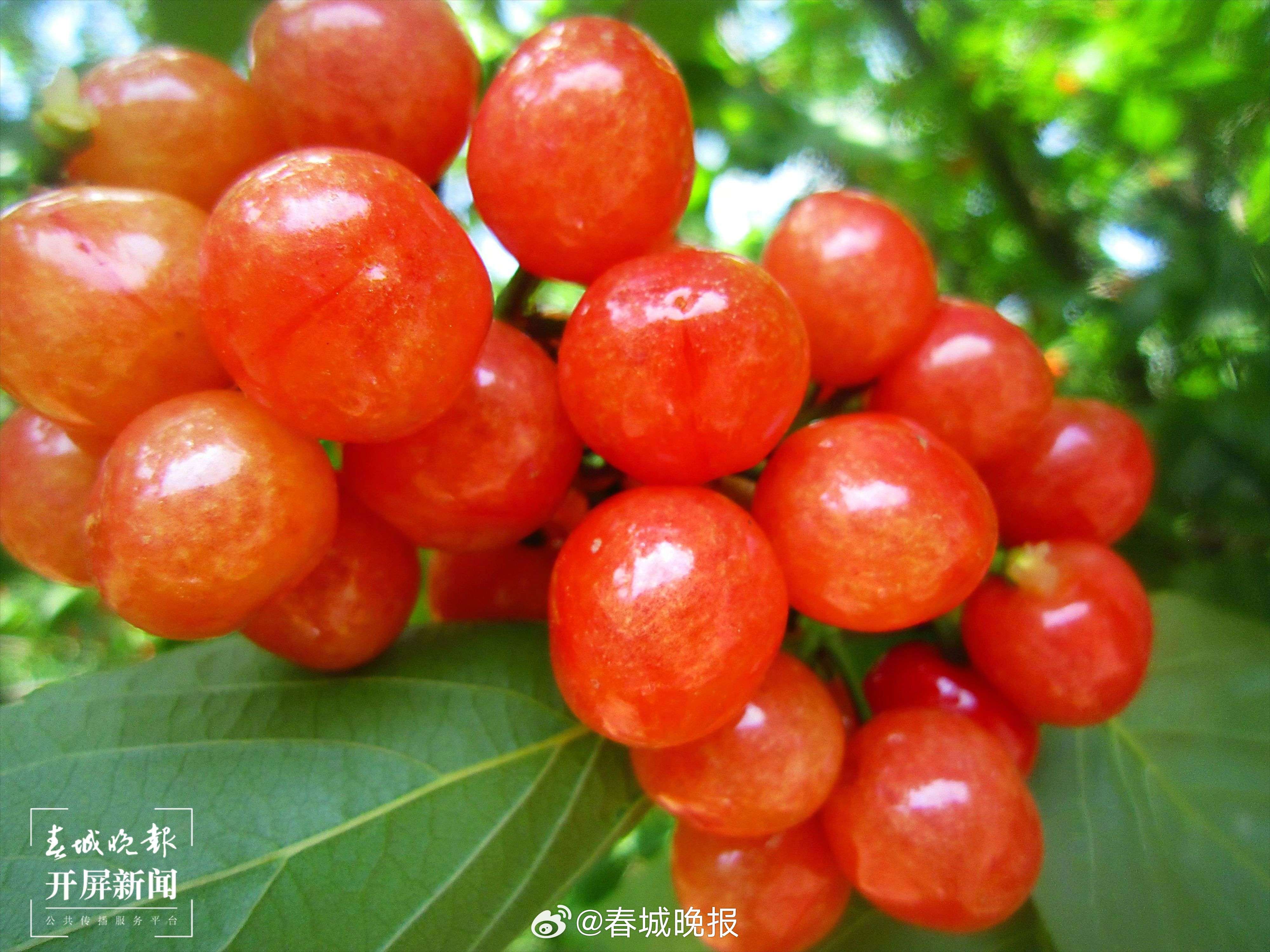 春城晚报