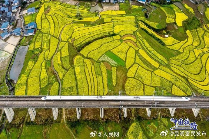 高铁穿越金黄花海驶向春天