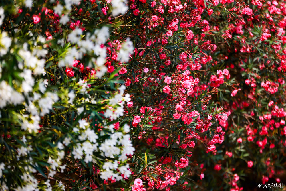 云南省文化和旅游厅