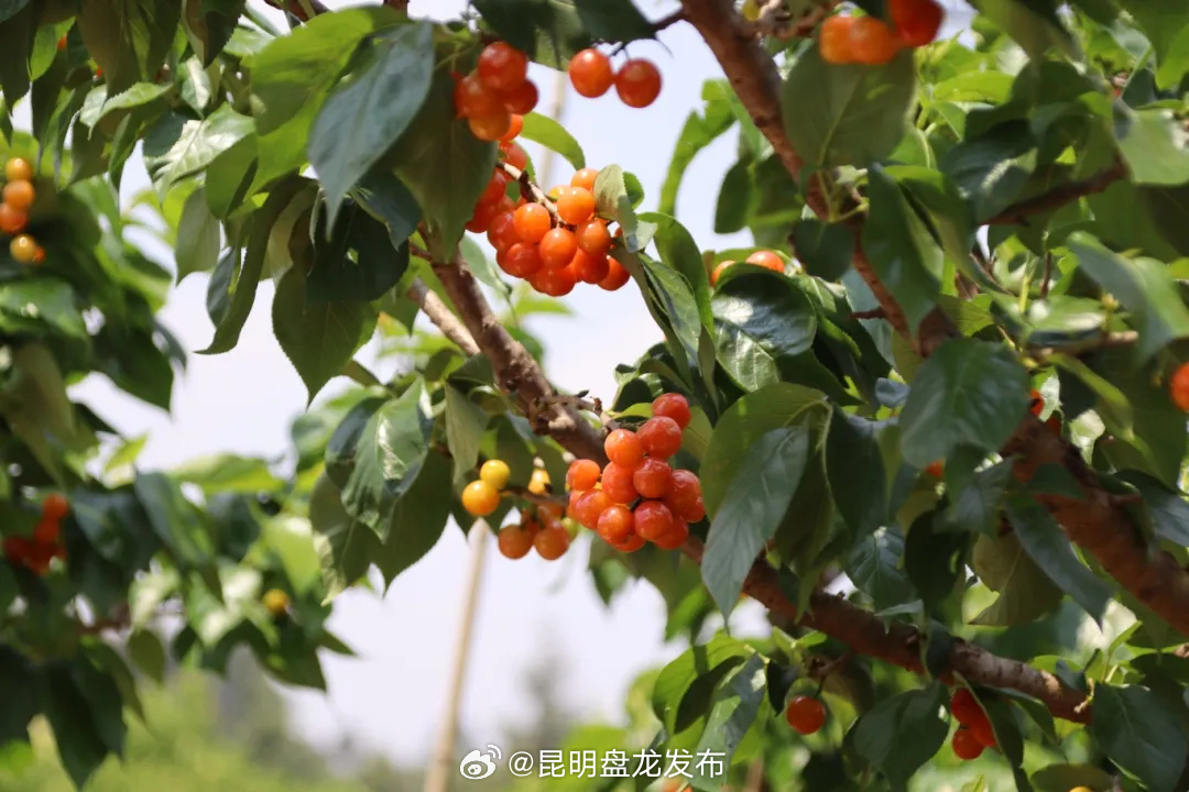 昆明盘龙发布