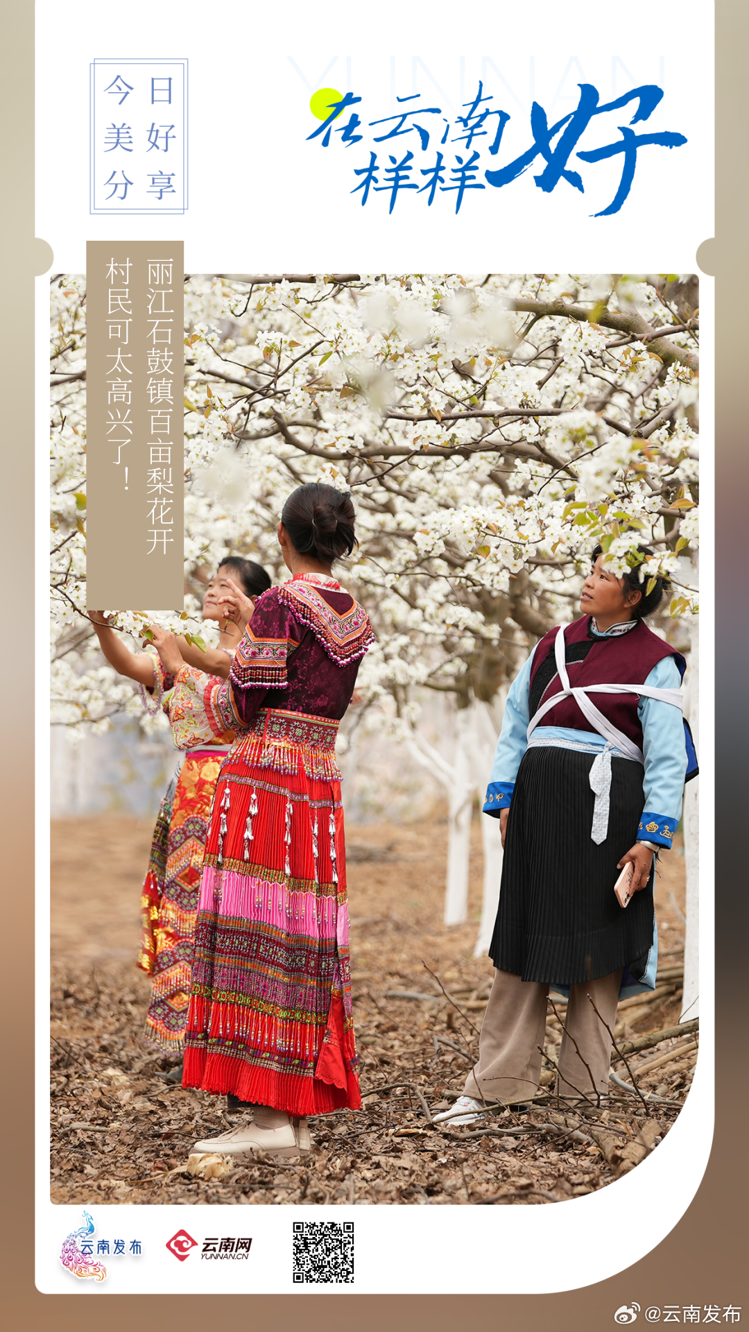 小镇百亩梨花开，村民可太高兴了！