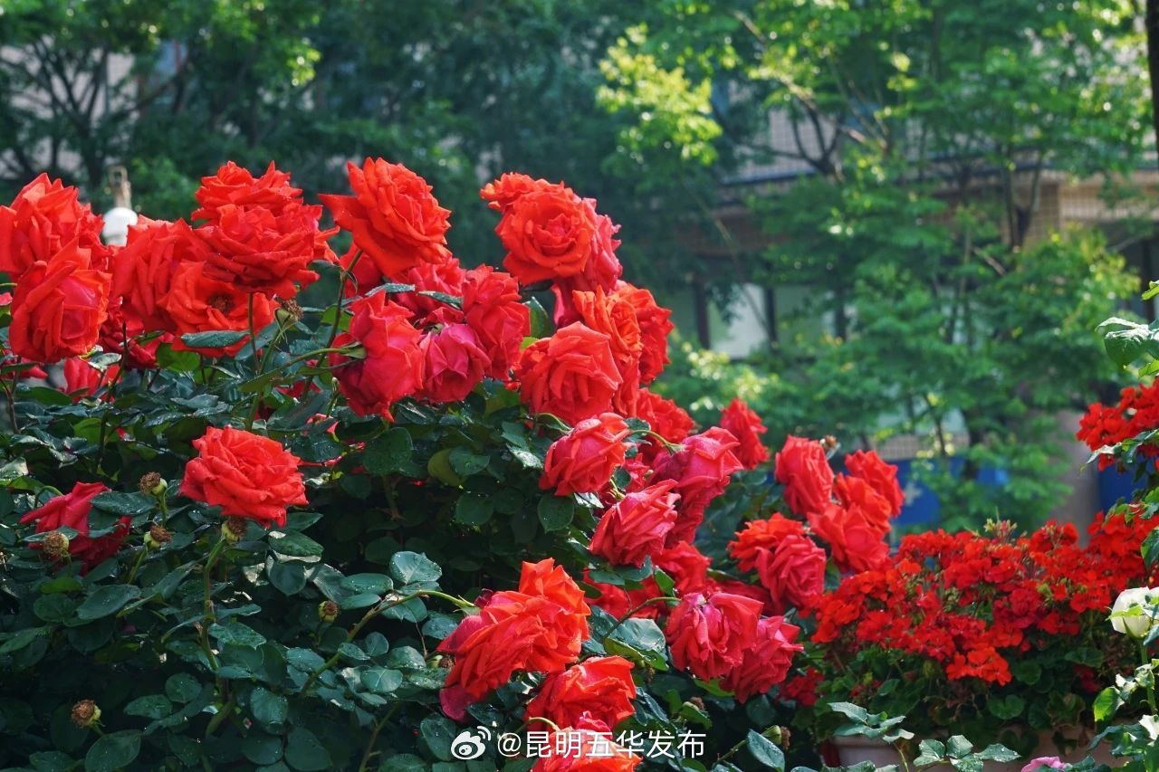 昆明五华发布